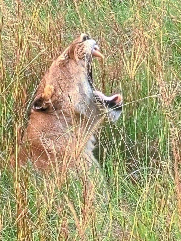 A lioness yawning.
