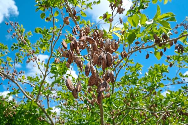 The pods of a po<em></em>ngamia tree are ready to pick at a grove in  St Lucie. 