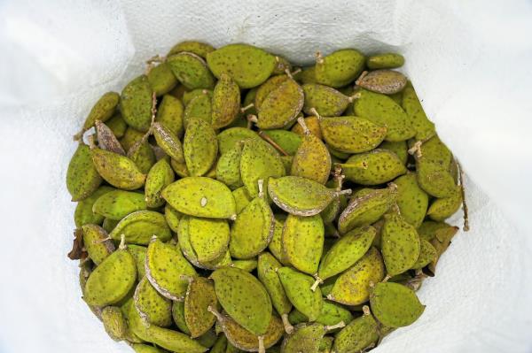 The pods of a po<em></em>ngamia tree are ready to pick at a grove in St Lucie. (Inset) A bag of harvested legume pods slowly dries out at the Terviva nursery. The ancient tree, native to India, South-East Asia and Australia, is now thriving in groves wher<em></em>e citrus trees o<em></em>nce flourished in Florida. — AP