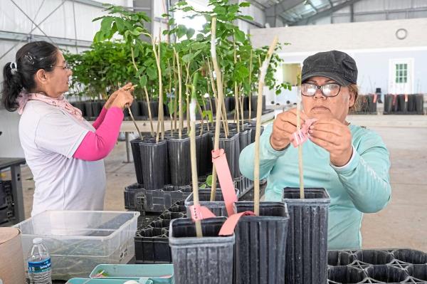 Terviva employees grafting and marking young po<em></em>ngamia trees at the company’s nursery in Fort Pierce, Florida. Terviva produces and plants trees that are clo<em></em>nal replicas of its proprietary cultivars. — AP