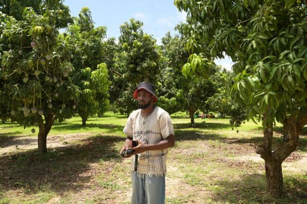 Agro-influencer Mame Abdou Diop, holds his mobile phone while standing in his mango orchard in Gadiaga, Thies region. — AFP