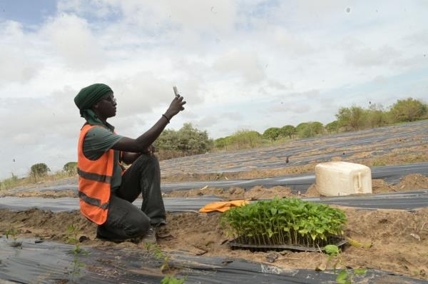 Agro-influencer Nogoye Sene, senior agro<em></em>nomy technician and director of Ebeno Agrobusiness, prepares social media co<em></em>ntent in a field at Sinthiou Dara in the commune of Keur Moussa. For Senegal's young and increasingly urban, tech-savvy population, social media offers an opportunity for innovation. — AFP