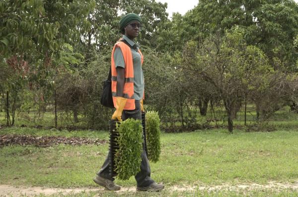 Agro-influencer Nogoye Sene, senior agro<em></em>nomy technician and director of Ebeno Agrobusiness, carries a tray of seedlings in a field at Sinthiou Dara in the commune of Keur Moussa. — AFP