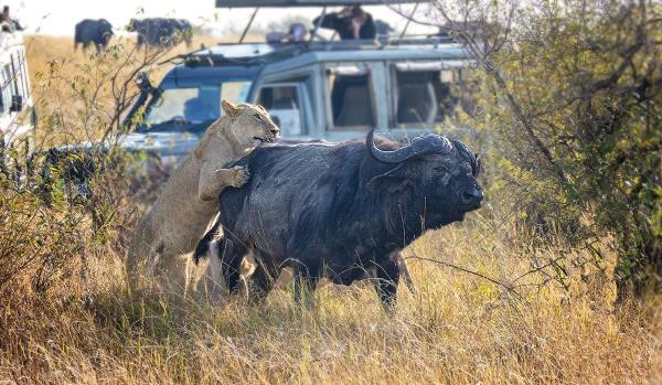 Capturing the relentless pursuit of a lion attacking an African buffalo,, a battle for survival that can last for hours, requires the right shutter speed to docu<em></em>ment the intense action in vivid detail.