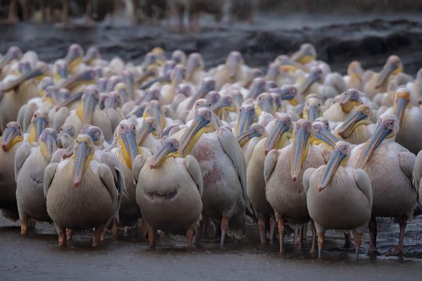 Using depth of field effectively helps bring out the subject, like these Great White Pelicans, adding a sense of depth and dimension to the image.