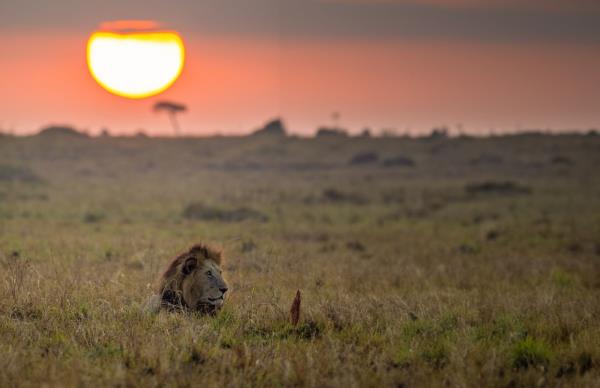 A zoom lens provides the flexibility to capture wildlife at varying distances.