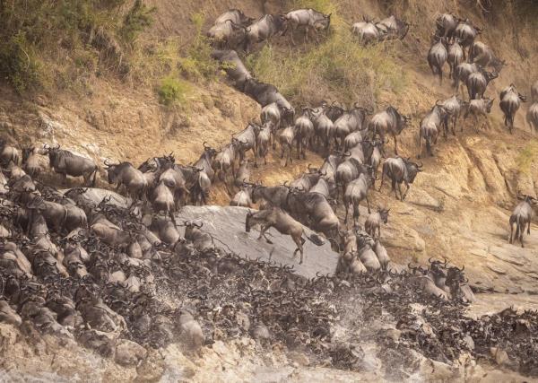 A high shutter speed is crucial for capturing the wildebeest crossing, particularly during their frantic rush from the water to the safety of the shore.