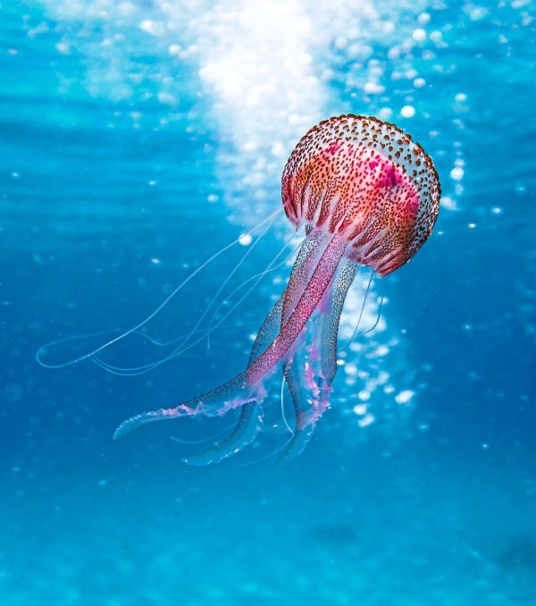 Jellyfish is a climate-resilient source of seafood that is likely to thrive in the future. Chefs are now looking at ways to turn it into meals like noodles. — PAWEL KALSINKSKI/Pexels