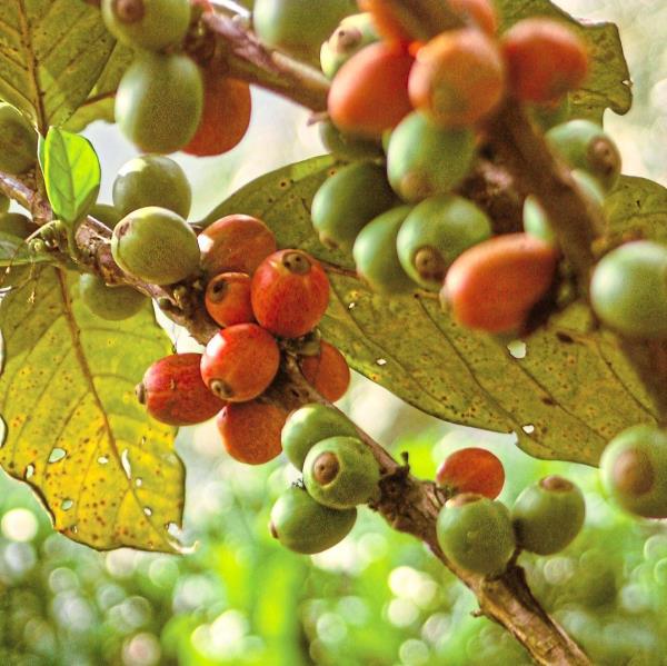 Liberica coffee o<em></em>nly accounts for 1% of coffee production but is far more climate-resistant than Arabica coffee. It currently is grown in Johor. — MY LIBERICA/Instagram