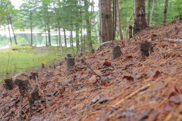 Tree stumps are shown with a body of water visible in the background.
