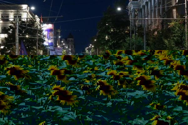 sunflower field