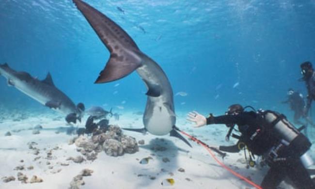 Underwater shot of Sulikowski examining a tiger shark by holding a device to its belly.