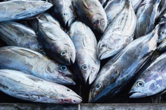 A pile of silver fish laid out for sale