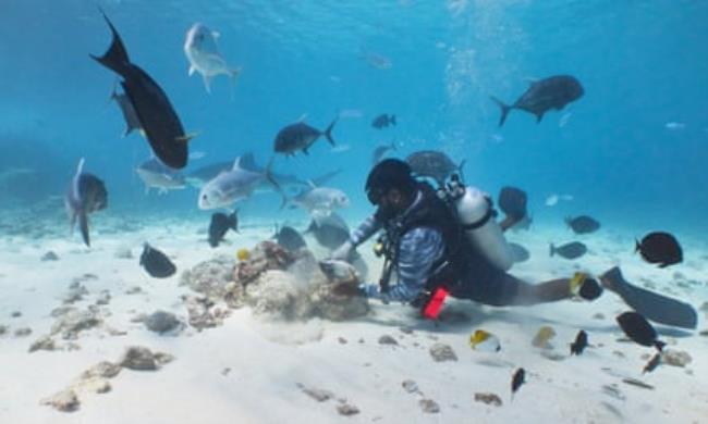 A diver hides tuna heads under a pile of rocks while reef fish swim around 