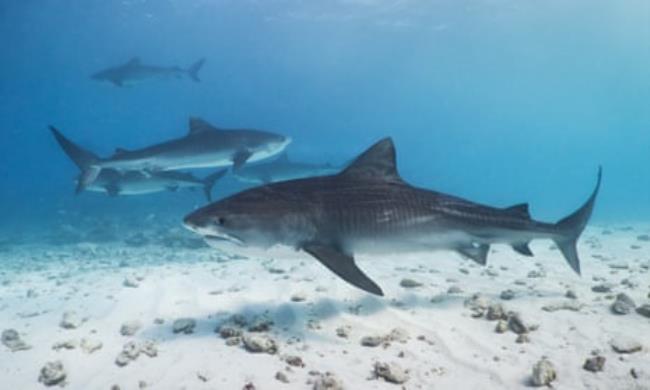 Underwater view of five tiger sharks