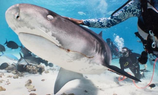 Three people diving next to a tiger shark, examining it with underwater ultrasound equipment