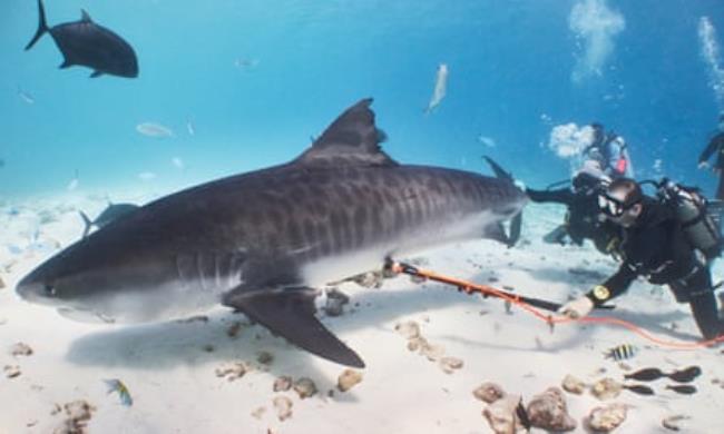 Sulikowski swims after a tiger shark holding out a device on the end of a pole next to its belly