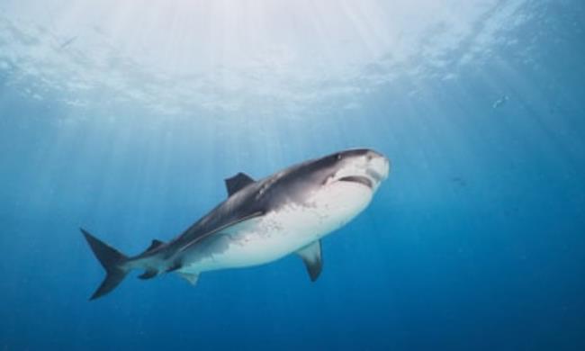 A female tiger shark swims near the surface in rays of sun