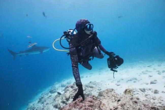Underwater shot of Vossgaetter diving with tiger sharks