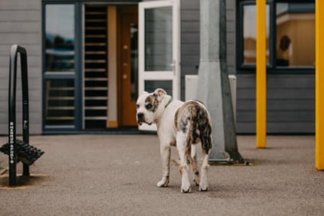 The Havant & Waterlooville manager’s dog Buster