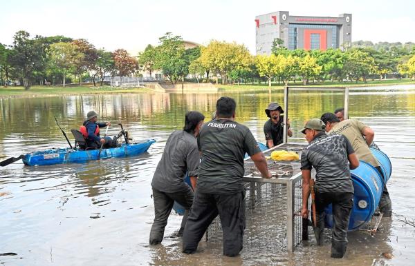Personnel binding the crocodile after it was captured. 