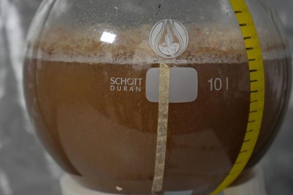 Cocoa cells are shown growing inside a co<em></em>ntainer at the California Cultured lab.