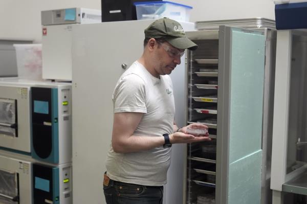 Alan Perlstein, chief executive officer of California Cultured, holds up a Petri dish co<em></em>ntaining cocoa cells while interviewed at the company's lab in West Sacramento, Calif., Wednesday, Aug. 28, 2024.
