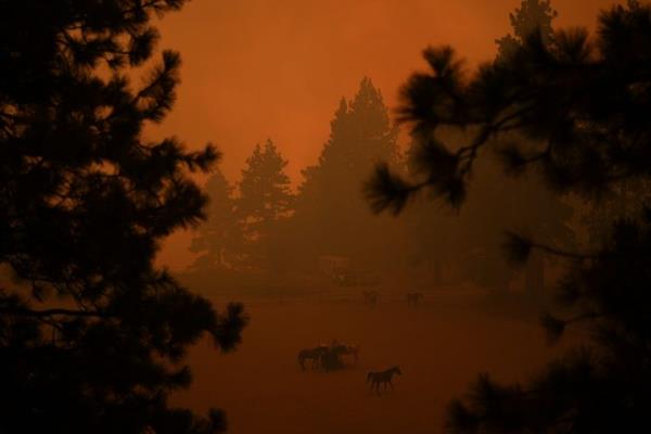 Horse huddle in a pen as smoke from the Line Fire fills the air on Sept. 7, 2024, in Running Springs, Calif.