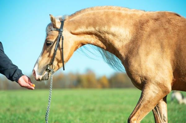 The antibiotic mo<em></em>nensin is toxic to horses, but is used as a feed ingredient for other livestock, including cattle, sheep, goats and chickens.