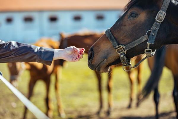 A woman reaches out to a horse. Dozens of horses reportedly died at an Oklahoma ranch last week after eating a bulk feed that's suspected of havin<em></em>g been contaminated.