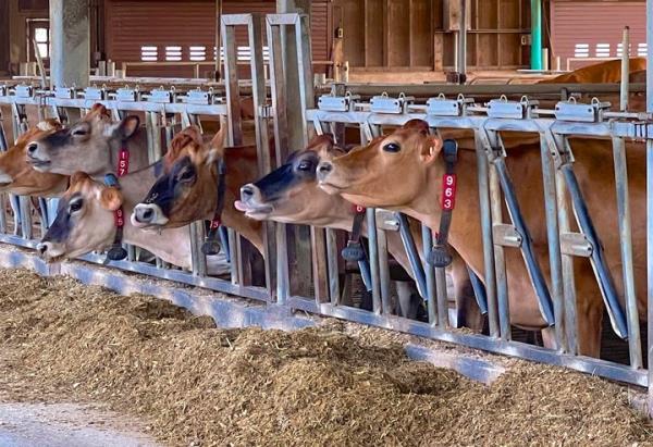 The feed may have co<em></em>ntained monensin, which is given to livestock like cows and sheep but is toxic to horses.