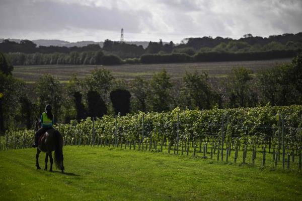 A horserider passes the rows of  vines vineyards of Domaine Evremond in Chilham.