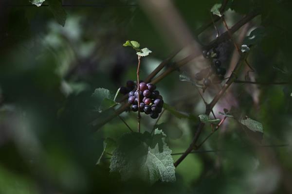 Grapes grow on the vine at the vineyards of Domaine Evremond in Chilham.
