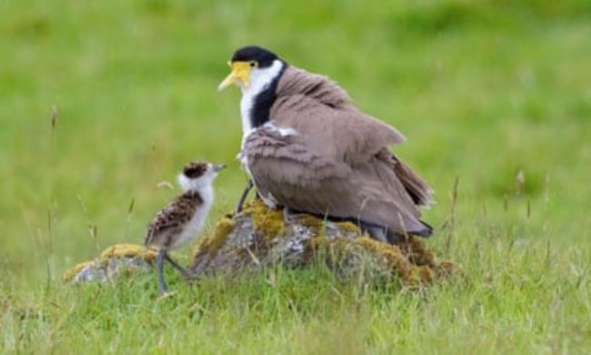 A masked lapwing with a chick