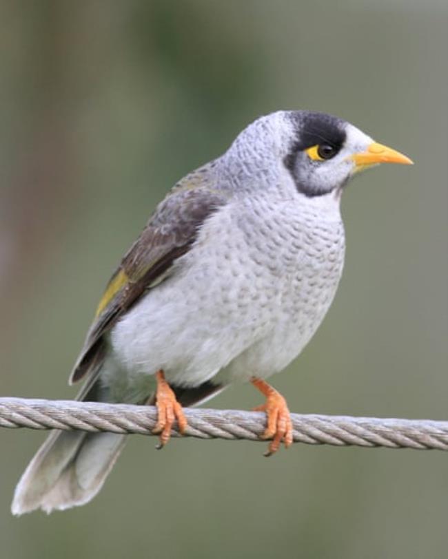 A noisy miner
