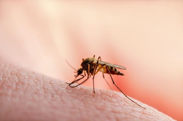 mosquito biting skin