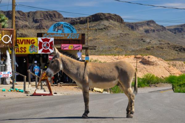 One of the locals in Oatman, Arizona.