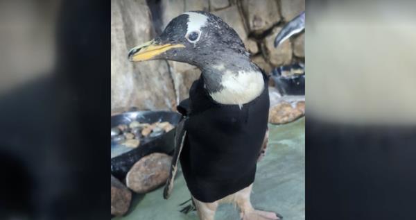 bridget the penguin