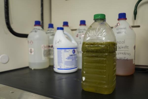 A bottle of water from Lake Erie, collected during an algal bloom, sits in a lab, Thursday, Sept. 5, 2024, at the University of Toledo in Toledo, Ohio. (AP Photo/Joshua A. Bickel)