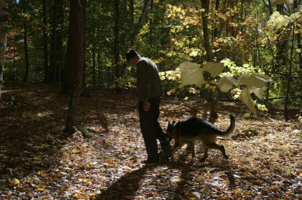 Brother Luke, an Orthodox Christian monk, takes his German shepherds for a walk on the mountainside trails around the mo<em></em>nastery of New Skete, which for decades has run both a dog breeding and a dog training program outside Cambridge, N.Y., on Oct. 12, 2024. (AP Photo/Giovanna Dell’Orto)