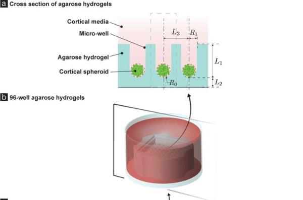 Putting pressure on mini-brains helps to model compression injuries