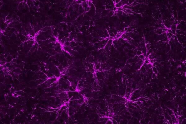 Researchers study function of astrocytes with goal of treating mental illness