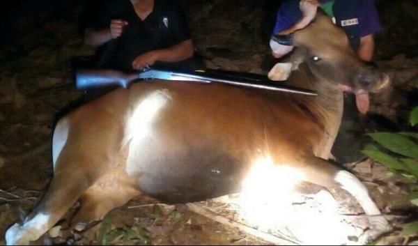 Female banteng shot by poachers in the vicinity of Maliau Basin in October 2017. – courtesy DGFC