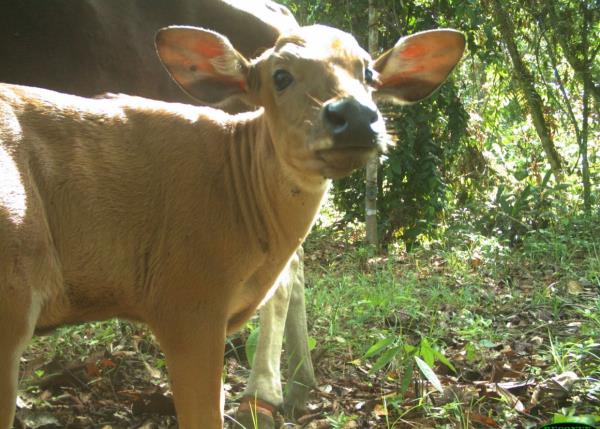 A female banteng and her calf. The adult carries a snare wound on her back foot. – courtesy DGFC