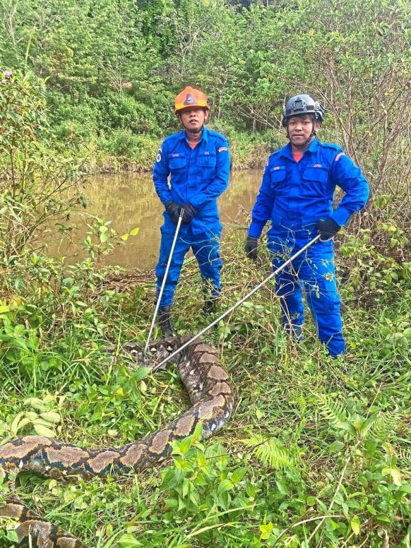 Standing victorious: Two APM perso<em></em>nnel restraining the snake after it ate a goat in Kampung Pokok Setol in Baling, Kedah.