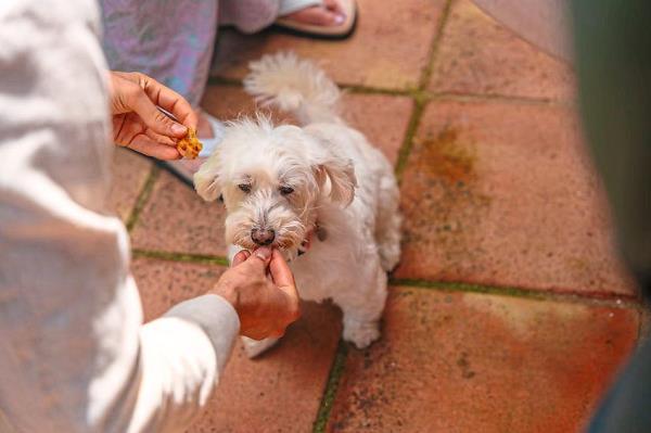 Sometimes, residents at assisted senior living facilities take food off their own plate and give it to a community animal. There’s a healing effect in that gesture. Photo: 123rf