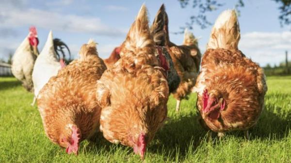 Free Range Hens Feeding