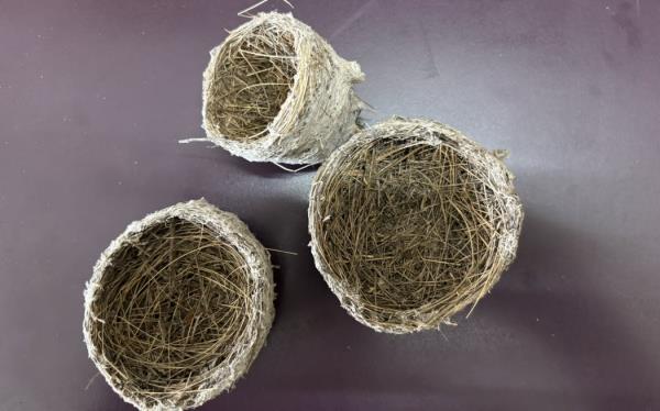 Three small bird's nests sitting on a tabletop, all cup-shaped and a<em></em>bout the size of coffee cups. They are tightly woven grasses and twigs with grey spiderweb cladding on the exterior.