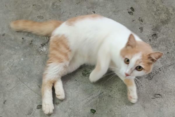 Photo: SPCA Penang/Lily Leng