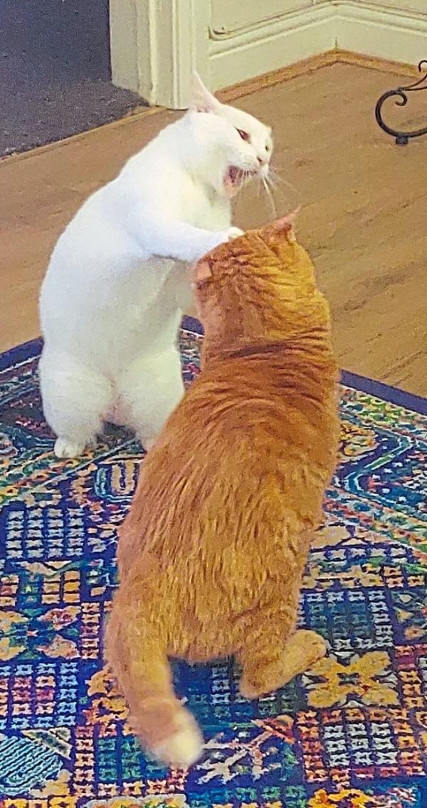 Tic Tac and Target on their hind legs, whapping away.